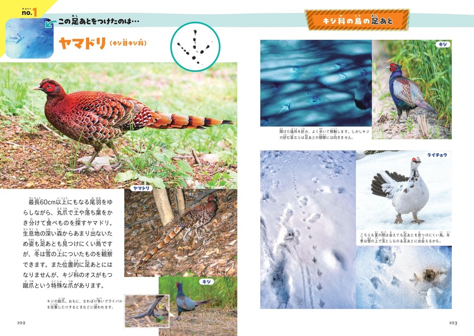これ、だれの足あと？