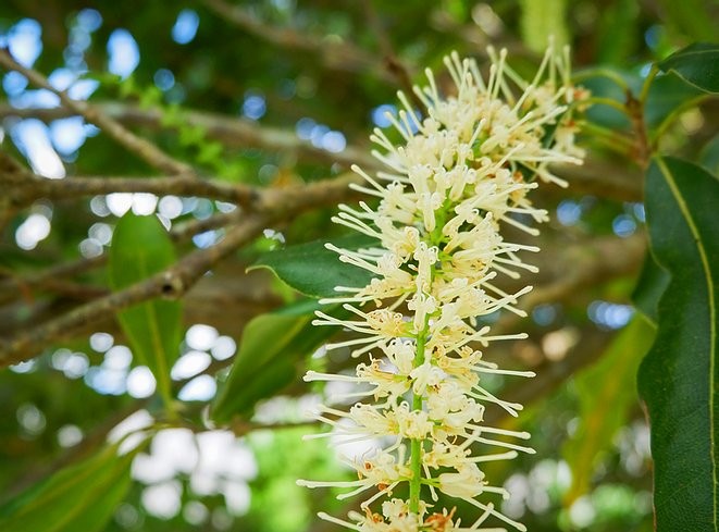Macadamia Flowers
