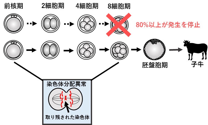 図1.受精後の分裂で染色体分配異常を起した受精卵のその後の発生の様子。体外受精卵の67%が8細胞期までに1回以上の染色体分配異常を起していた。それら染色体分配異常を起した受精卵のうち80%以上が胚盤胞に到達することなく発生を停止した。一方、染色体分配異常を起した場合でも胚盤胞期まで発生した受精卵は、染色体分配が正常に起こった受精卵と同等の出生率であった。
