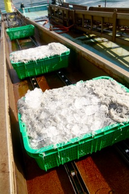 生しらす水揚げの様子