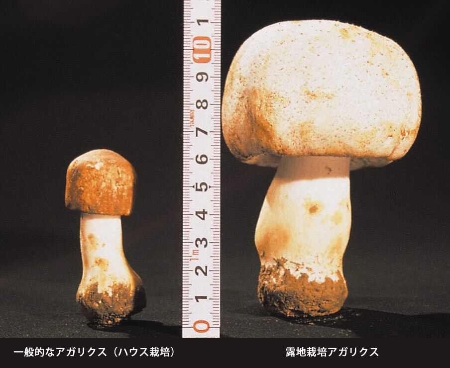 左:ハウス栽培アガリクス 右:露地栽培