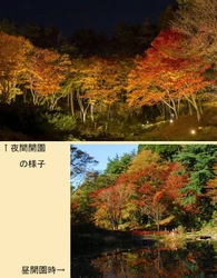 【六甲高山植物園】 「紅葉」ひと足早く、まもなく見頃！ ～10/31（土）から11/15（日）は、夜間延長営業～