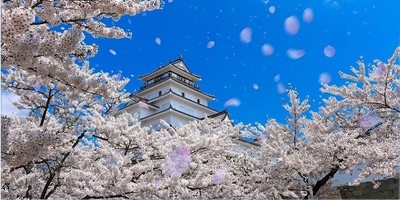 写真:鶴ヶ城 (宿から車で約20分、例年の見ごろ、4月中旬~下旬)
