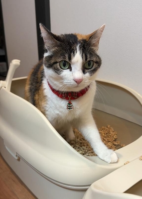 JINにゃんサインは、猫が日常的に使うトイレ環境での使用を想定し、実際の家庭環境に近い条件で改良を進めています。