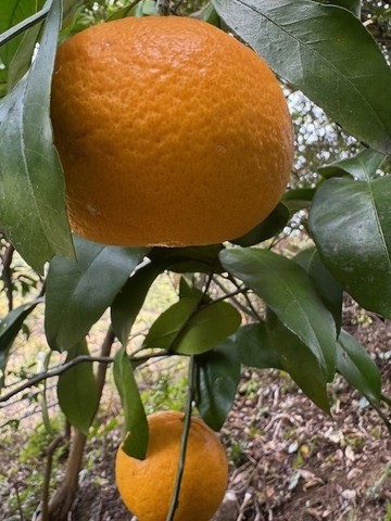 甘夏
