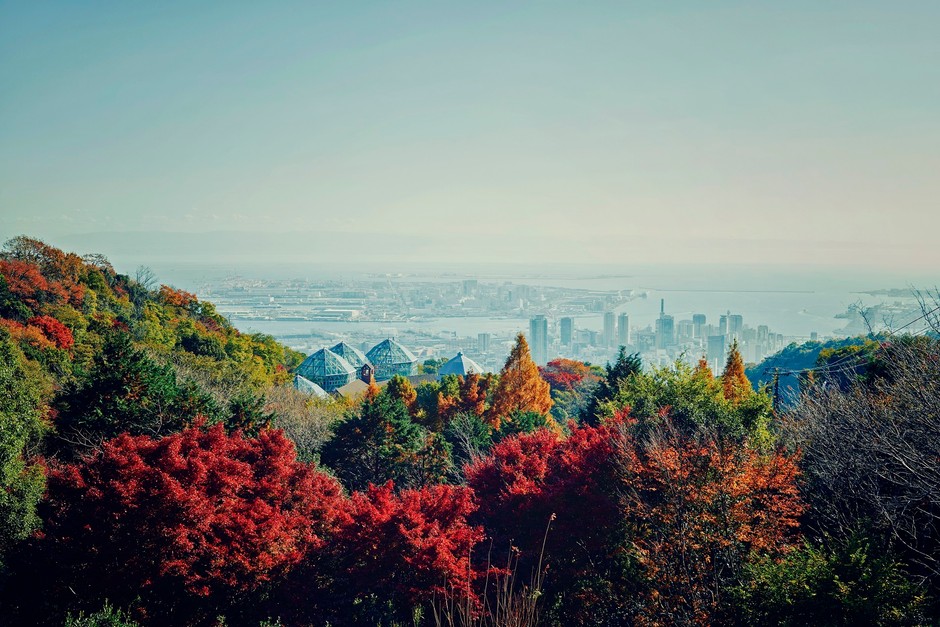 布引の紅葉_11月上旬-12月上旬