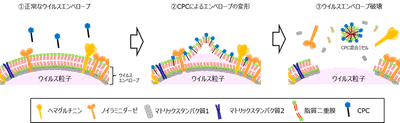 図３　CPCによるインフルエンザウイルスの不活化