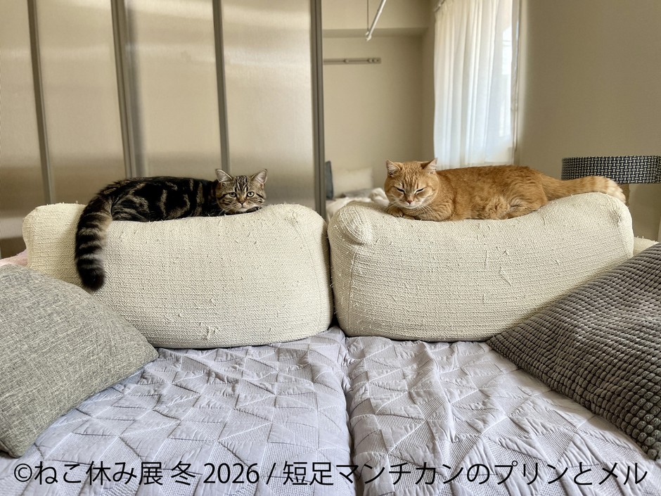 展示作品：短足マンチカンのプリンとメル