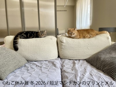 展示作品：短足マンチカンのプリンとメル