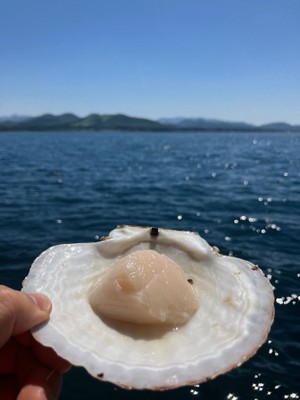 陸奥湾のホタテ