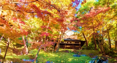 10月2日～・200本のもみじが彩る「 殿ヶ谷戸庭園　秋の催し」