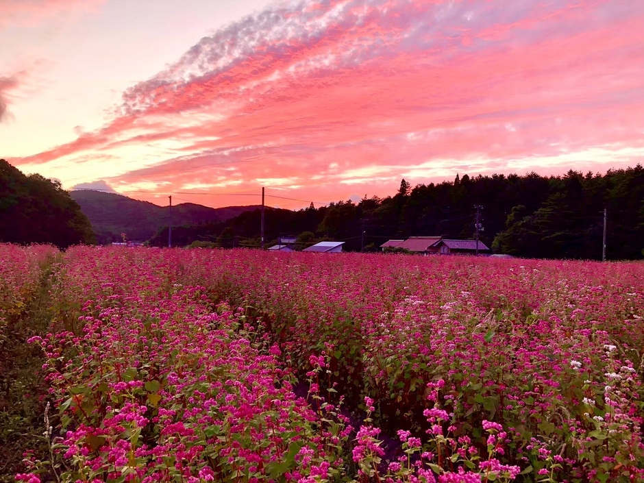 赤そばの花1