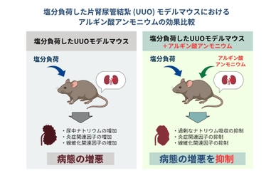 トイメディカル、熊本大学との共同研究で海藻由来成分「アルギン酸アンモニウム」が、塩分の過剰摂取による腎臓の炎症・線維化を抑制する可能性を実証