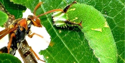 世界初！チョウの幼虫がもつ硬い角の役割を解明　アシナガバチ類などの天敵から身を守る盾の役割を果たす