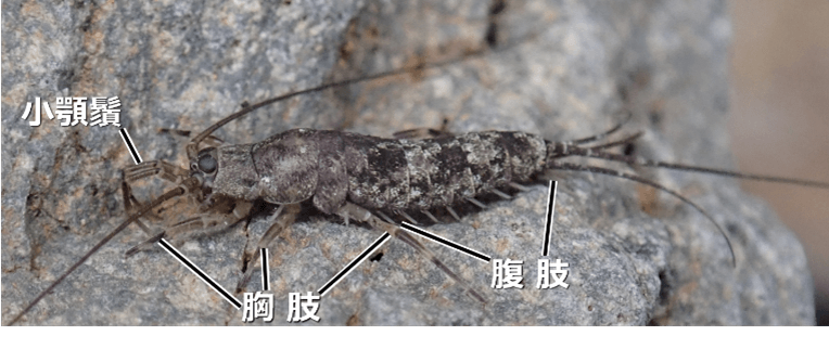 図1 イシノミ類(写真はコジマイシノミ)。 翅を獲得する以前の原始的な体制を示していて、腹部にも肢の名残の8対の「腹肢」がある。