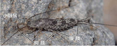 図1 イシノミ類(写真はコジマイシノミ)。 翅を獲得する以前の原始的な体制を示していて、腹部にも肢の名残の8対の「腹肢」がある。