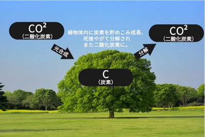 植物は光合成で炭素を取り入れ、死後やがて分解され二酸化炭素などとして大気中に放出される