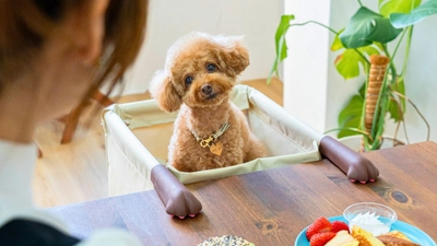 犬猫用ペットチェア【Chocorin（チョコリン）】がクラウドファンディング達成率605％突破。その背景には飼い主の切実な願い
