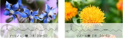 ω-6脂肪酸を規格化した安定性の高い粉末素材 　「ボラージ油パウダー10E」と 「紅花油パウダー30E」の販売を開始