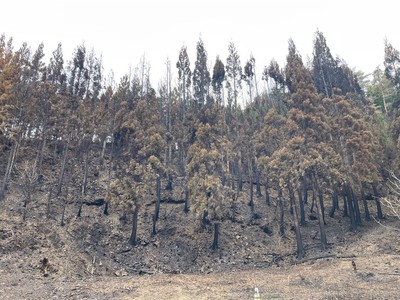 大船渡山火事鎮火後