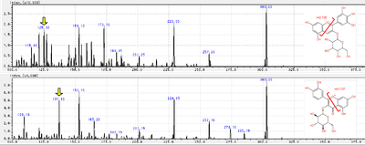 図2.アントシアニン(上:delphinidin-3-glucoside)とフラボノール(下:quercetin 3-glucoside)のMS/MSスペクトル。黄矢印で示すプロダクトイオンが、各化合物に特異的に検出された。