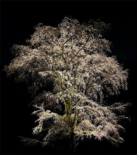 吟花亭跡のしだれ桜（イメージ）
