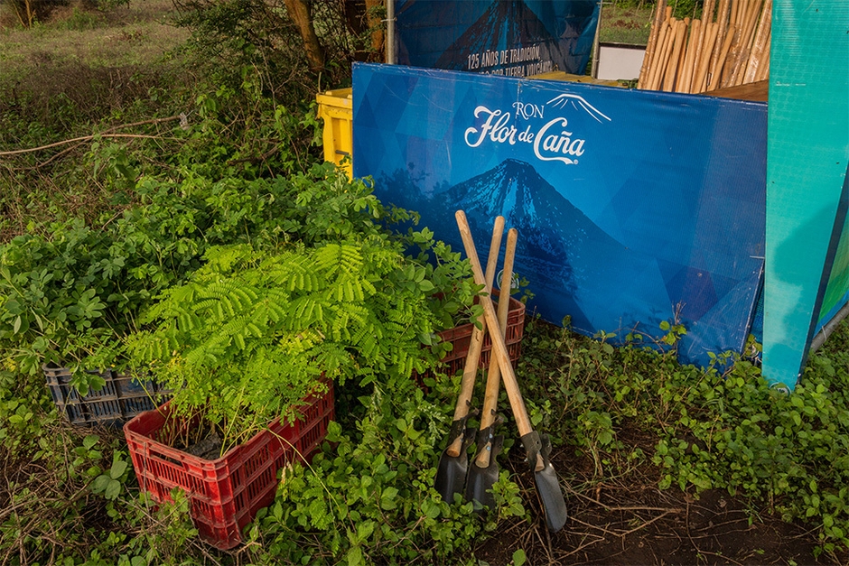 Flor de Cana