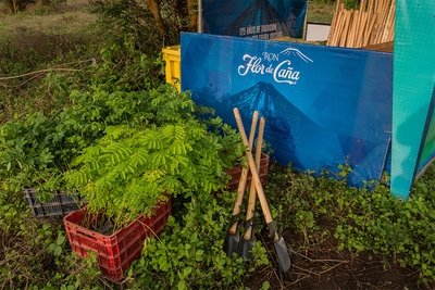 Flor de Cana
