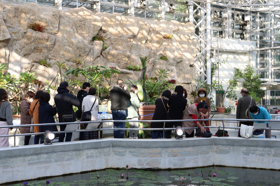 開花間近のショクダイオオコンニャクを見学する来園者（12月13日）