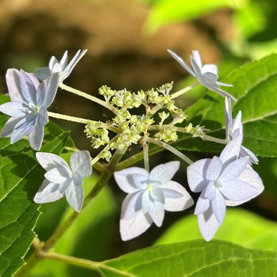 七段花