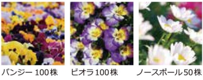 贈呈花の苗画像（画像はイメージです。）