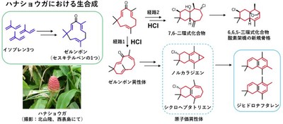 【図１】酸性条件におけるゼルンボンの反応経路