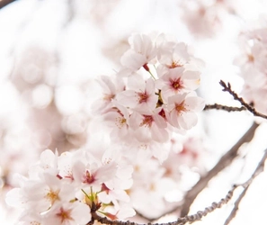～桜を救う新たな挑戦～特定外来生物「クビアカツヤカミキリ」対策プロジェクトを始動！