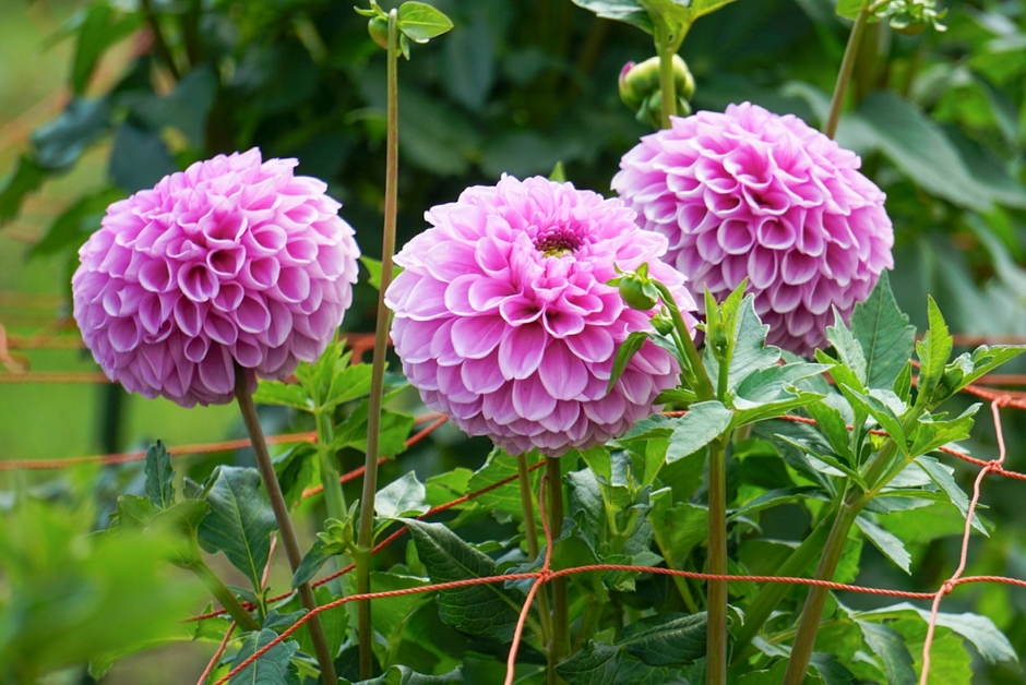 ダリア:桃の華
