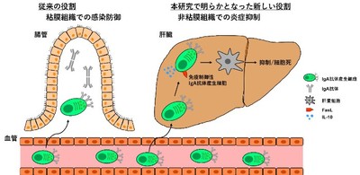図　本研究で明らかになった免疫制御性IgA抗体産生細胞の新たな働き