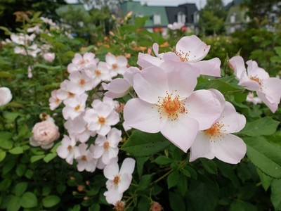 バラ