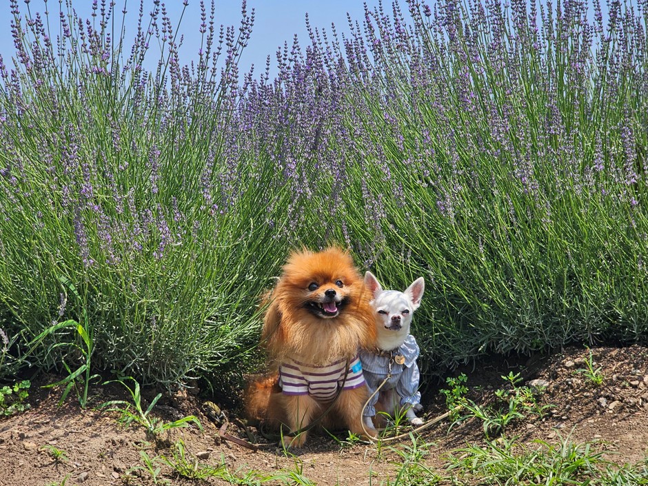 わんちゃんとラベンダー
