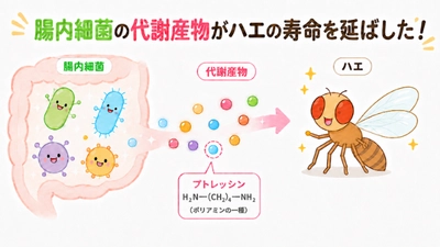 腸内細菌がつくるポリアミンが宿主の寿命を延ばす　腸内細菌をもたないハエを用いて因果関係を実証