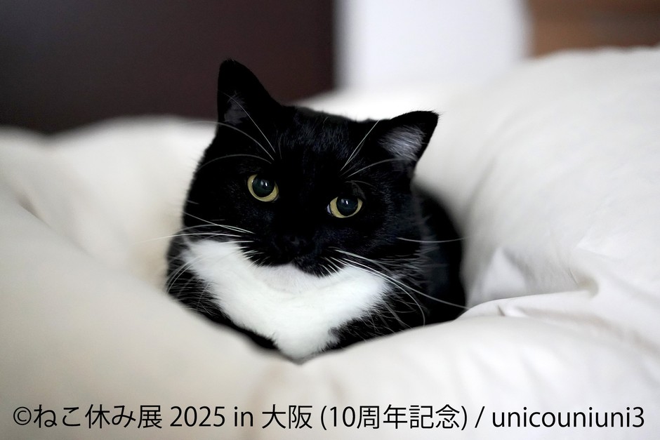 ねこ休み展　展示作品：unicouniuni3