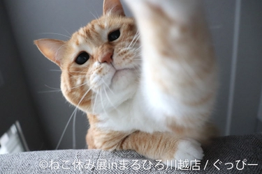 小江戸・川越に『ねこ休み展』初上陸！10周年記念となる今年、 大人気猫作品＆限定グッズなど満載で9/24(水)～10/6(月)に開催