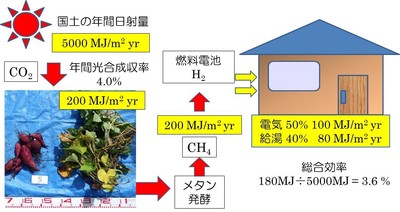図2 本研究成果を用いてサツマイモを生産した場合の年間日射エネルギーの活用効率　（サツマイモの場合）日射エネルギー 100MJ ⇒ サツマイモ 4.0MJ ⇒メタン 4.0MJ ⇒ （水素）発電・給湯 3.6MJ　（森林の場合）日射エネルギー 100MJ ⇒ 山林0.06MJ （森林統計値） ⇒ 木質バイオマス発電 0.018MJ　木を植えるよりもサツマイモを生産した方が200倍（3.6MJ÷0.018MJ）の効率 ＝ 単位面積あたり200倍量のCO2を吸収 （MJ：メガジュール）