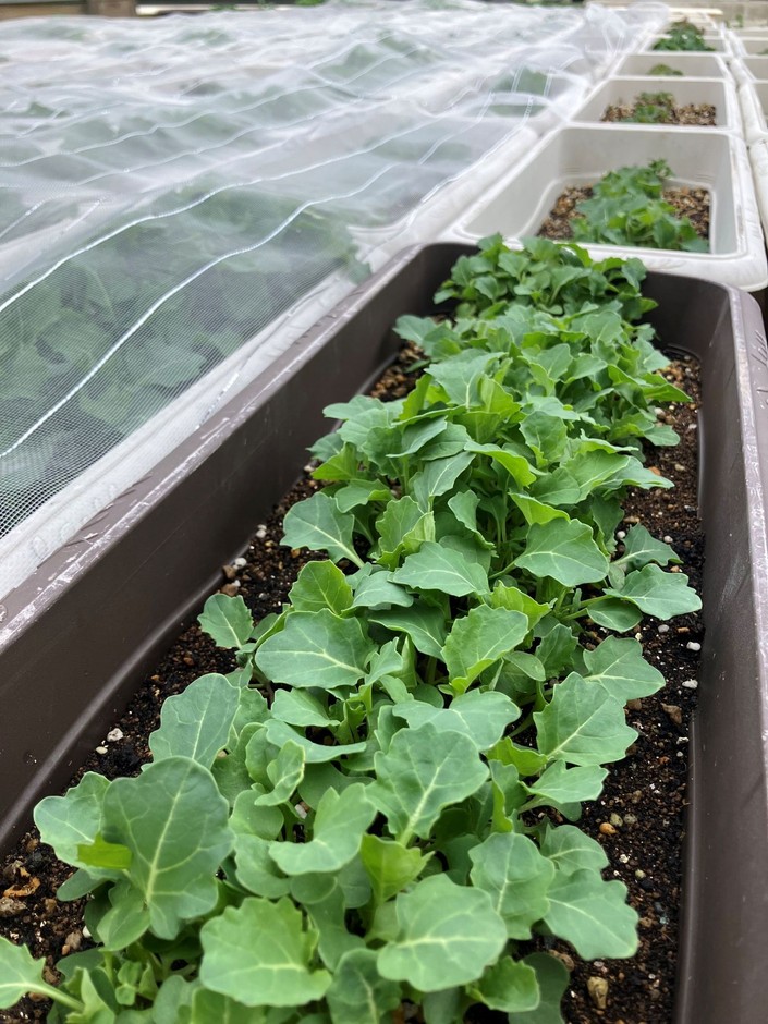 養蜂場のある病院屋上では菜の花の苗がぐんぐん成長中