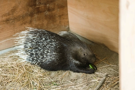 動物園水族館探究メディアwizoo、大牟田市動物園　 株式会社ニフコと共創プロジェクト実施 ～生産端材をアップサイクルした断熱材を 「ヤマアラシの小屋」に活用～