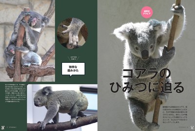 コアラのひみつに迫る