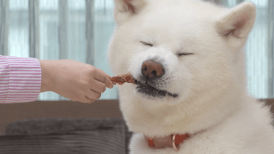 味わうわんちゃん