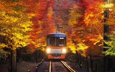 「もみじのトンネル」を走行する展望列車「きらら」