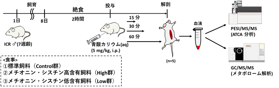 図1 動物実験の流れ