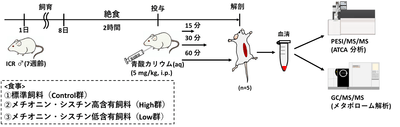 図1 動物実験の流れ