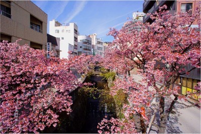 熱海市街地 さくらの様子