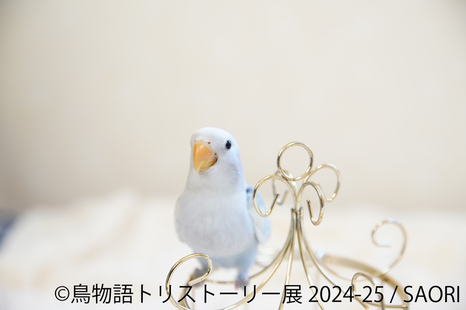 展示作品6
